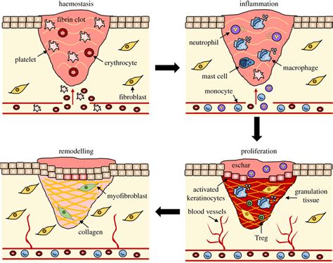 Fibrin: Een biologisch wondermiddel voor weefselherstel en genezing!